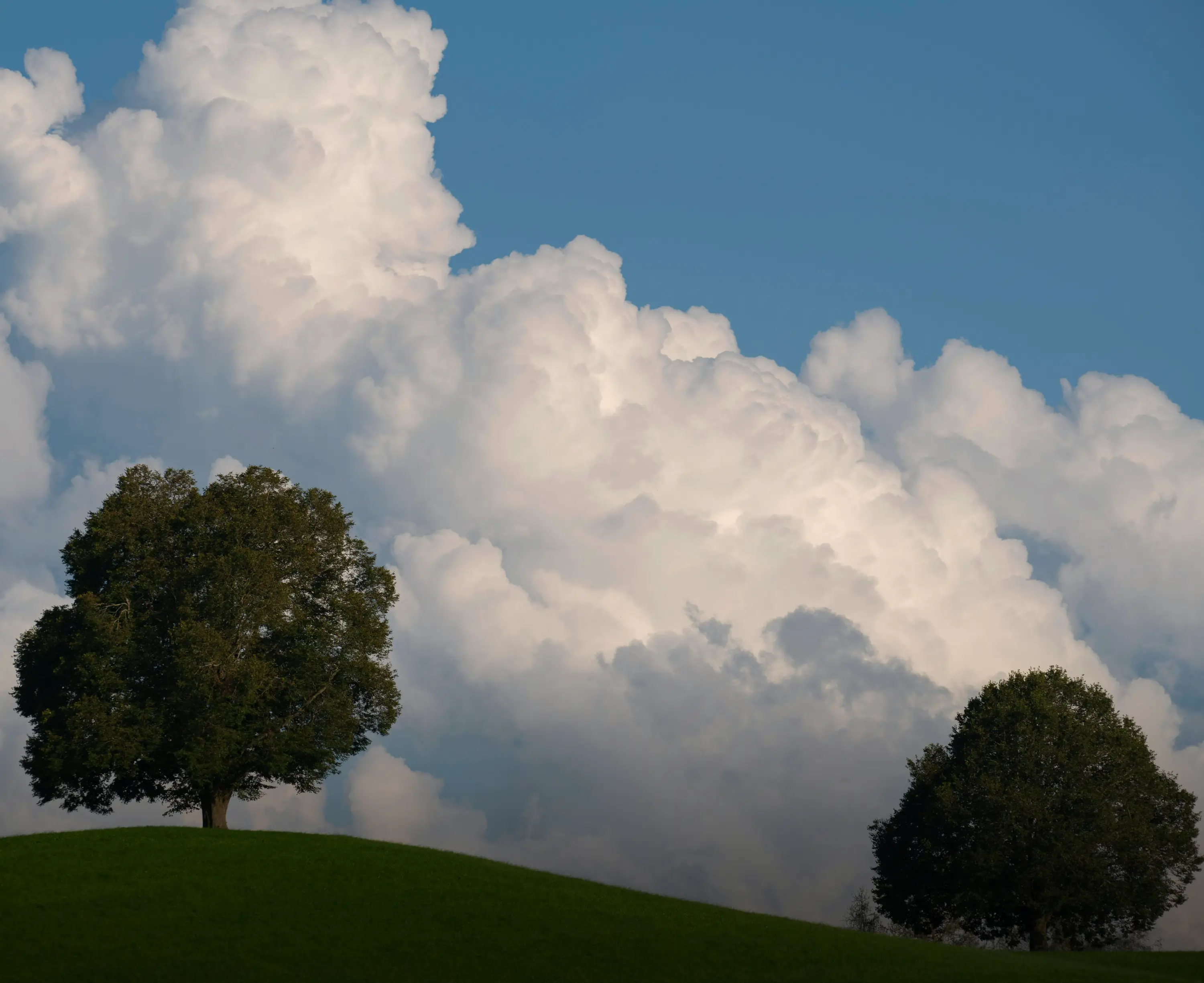 Paisaje de un prado con dos arboles